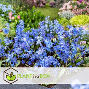 Bulbes de printemps bleu - 125