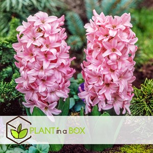 Bulbes hyacinthe pastel - 20