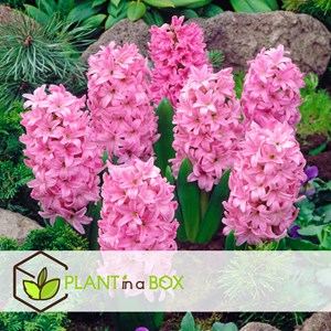 Bulbes hyacinthe pastel - 20