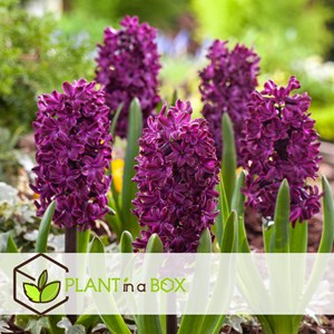 Bulbes hyacinthe pastel - 20