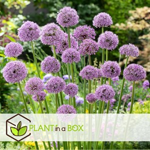 Bulbes dallium gladiator - 16