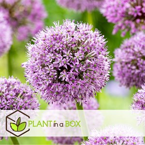 Bulbes dallium gladiator - 16