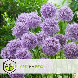 Bulbes dallium gladiator - 16