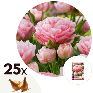 Bulbes de tulipe dreamer - 25