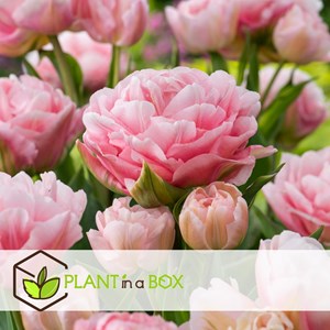 Bulbes de tulipe dreamer - 25