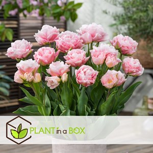 Bulbes de tulipe dreamer - 25