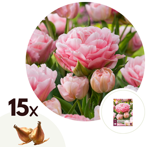 Bulbes de tulipe dreamer - 15