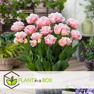 Bulbes de tulipe dreamer - 15