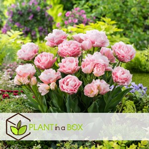 Bulbes de tulipe dreamer - 15