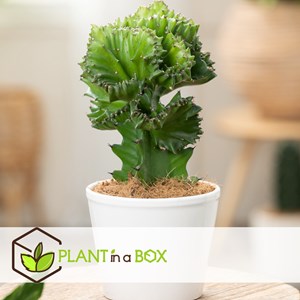 Euphorbia lactea - 2