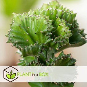 Euphorbia lactea - 2