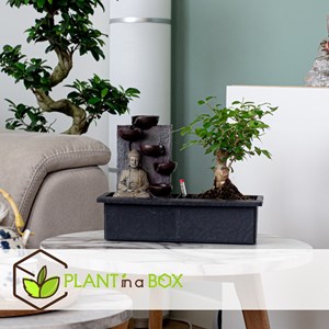 Bonsaï waterfall set buddha - 2