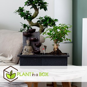 Bonsaï waterfall set buddha - 2