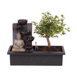 Bonsaï 'buddha' - lot de cascades