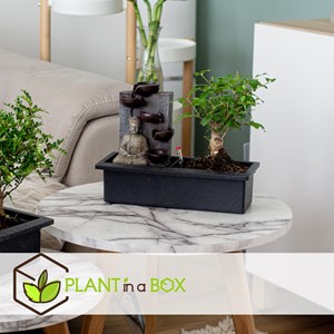 Bonsaï buddha - cascades