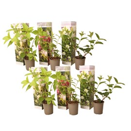 Hortensia paniculata - 6