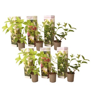 Hortensia paniculata - 6