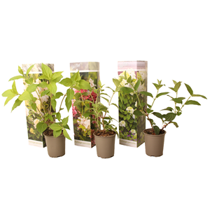 Hortensia paniculata - 3