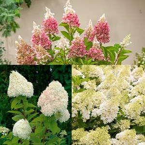 Hortensia paniculata - mélange de 3