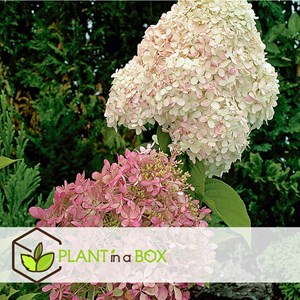 Hortensia paniculata - 3