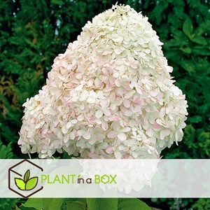 Hortensia paniculata - 3