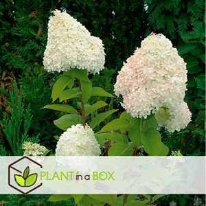 Hortensia paniculata - 3