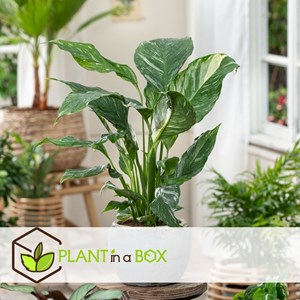 Spathiphyllum diamond - 2