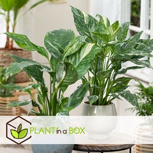 Spathiphyllum diamond - 2