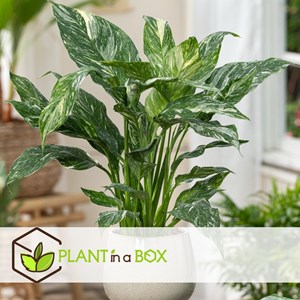 Spathiphyllum diamond - 2