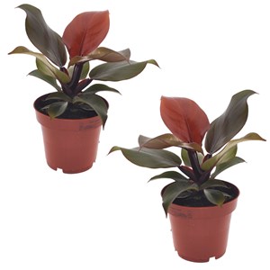 Philodendron sun light - 2