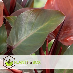 Philodendron sun light - 2