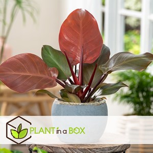 Philodendron sun light - 2