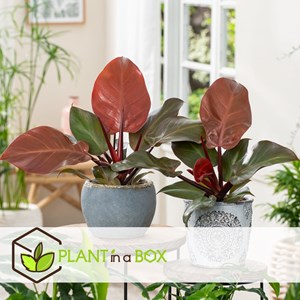 Philodendron sun light - 2