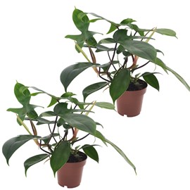 Philodendron 'florida green' p12 - lot d