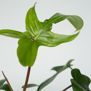 Philodendron florida green p12 - 2