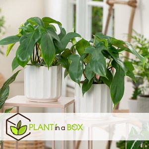 Philodendron florida green p12 - 2