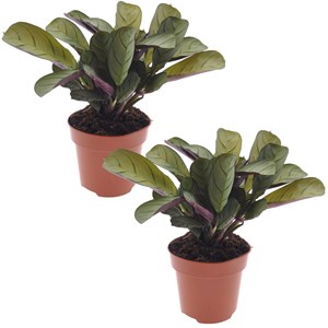 Ctenanthe amagris - 2
