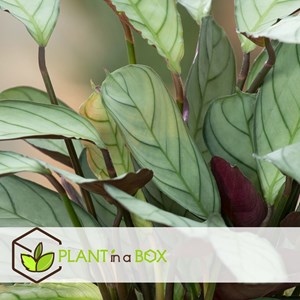 Ctenanthe amagris - 2