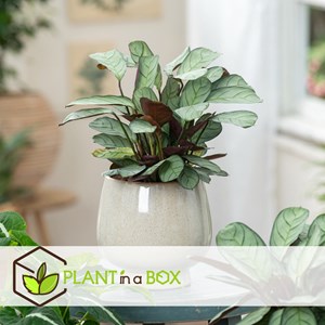 Ctenanthe amagris - 2