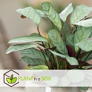 Ctenanthe amagris - 2