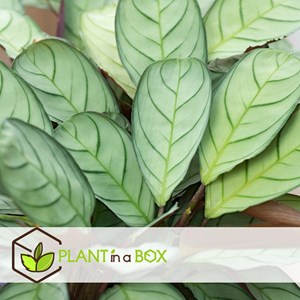 Ctenanthe amagris - 2