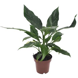 Spathiphyllum diamond