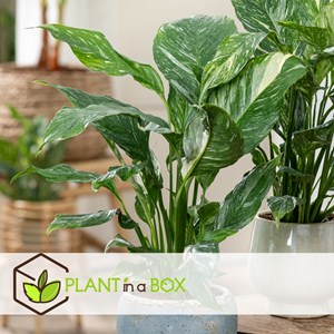 Spathiphyllum diamond