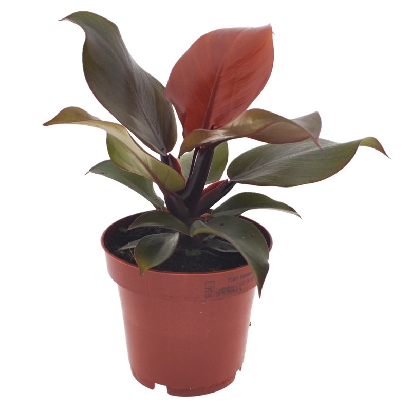 Philodendron sun light