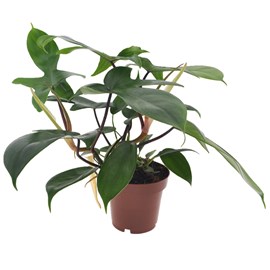 Philodendron florida green