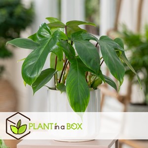 Philodendron florida green