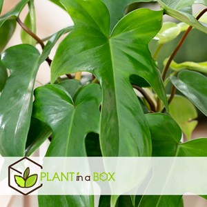 Philodendron florida green