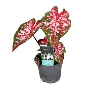 Caladium carolyn whorton