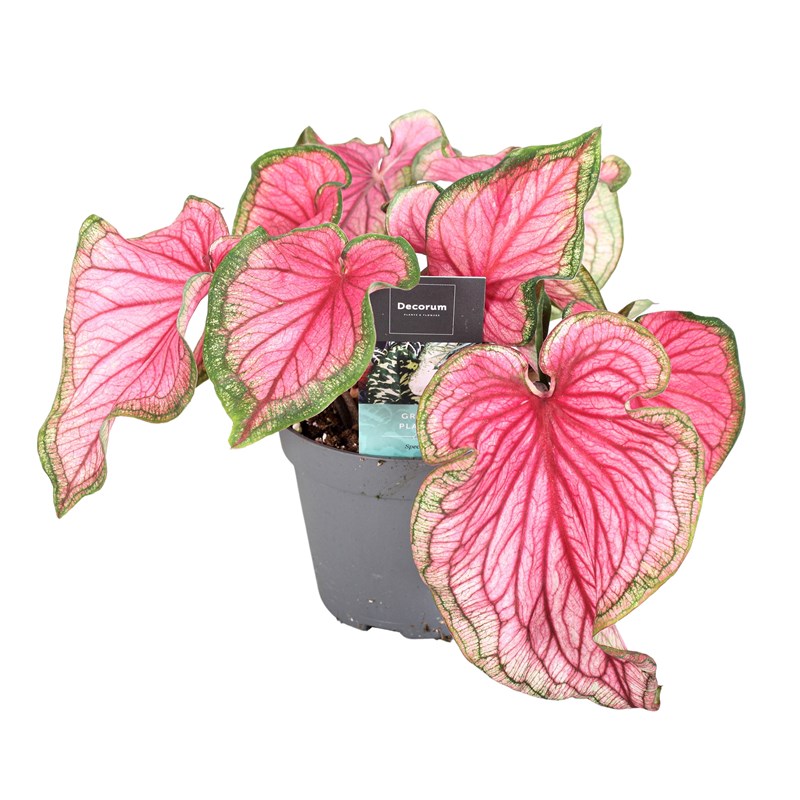 Caladium sweetheart