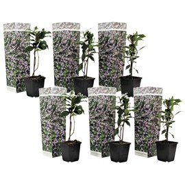 Jasmin toscan rose - 6